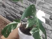 Monstera Deliciosa Albo