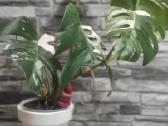 Monstera Deliciosa Albo - nuotraukos Nr. 2