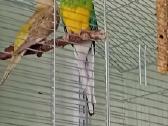 Papugos