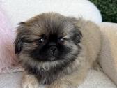 Pekinukė mergytė - nuotraukos Nr. 4