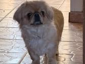 Pekinukė mergytė - nuotraukos Nr. 2