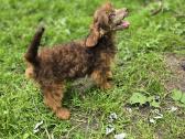 Poodle 3/4