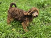 Poodle 3/4 - nuotraukos Nr. 2