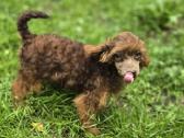 Poodle 3/4 - nuotraukos Nr. 3