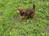 Poodle 3/4 - nuotraukos Nr. 4