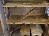 Narvas šinšilai - nuotraukos Nr. 2