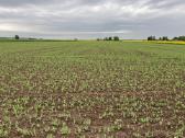 Vaderstad rapid 400c - nuotraukos Nr. 11