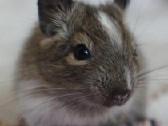 Degu mažyliai