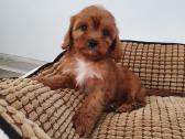 Cavapoo