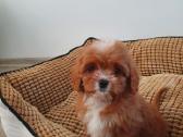 Cavapoo - nuotraukos Nr. 2