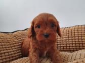 Cavapoo - nuotraukos Nr. 3
