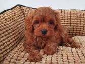 Cavapoo - nuotraukos Nr. 4