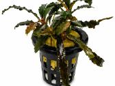 Anubias Petite, Bucephalandra, samanos - nuotraukos Nr. 2