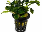 Anubias Petite, Bucephalandra, samanos - nuotraukos Nr. 3