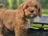 Cavapoo