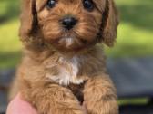 Cavapoo - nuotraukos Nr. 2