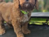 Cavapoo - nuotraukos Nr. 3