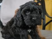 Cavapoo - nuotraukos Nr. 4