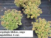 Parduodu šl. hortenzijas, daugiamečius augalus - nuotraukos Nr. 2