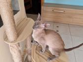 Orientalų kačiukai - nuotraukos Nr. 4