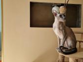 Orientalų kačiukai - nuotraukos Nr. 3