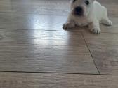 Škotijos baltieji terjerai