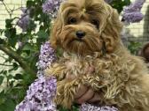 Maltipoo mergytės
