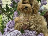 Maltipoo mergytės - nuotraukos Nr. 2