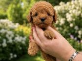 Azijos teacup pudelis