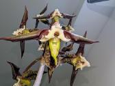 Catasetum gnomus orchidėja