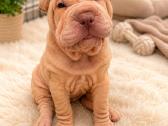 Shar pei