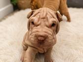 Shar pei - nuotraukos Nr. 2