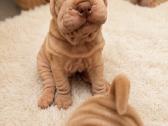 Shar pei - nuotraukos Nr. 3