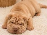 Shar pei - nuotraukos Nr. 4