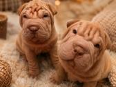 Shar pei - nuotraukos Nr. 5