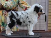 Aussi blue merle mergaite,blue eyes