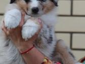 Aussi blue merle mergaite,blue eyes - nuotraukos Nr. 2