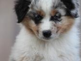 Aussi blue merle mergaite,blue eyes - nuotraukos Nr. 2
