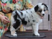 Aussi blue merle mergaite,blue eyes - nuotraukos Nr. 5