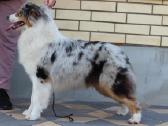 Aussi blue merle mergaite - nuotraukos Nr. 6