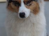 Aussi blue merle mergaite - nuotraukos Nr. 7