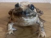 Egzotiška varlės iškamša iš Kubos - nuotraukos Nr. 2
