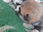 Japonų akita - nuotraukos Nr. 4