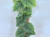 Kambarine gele"monstera Dubia".