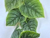 Kambarine gele"monstera Dubia". - nuotraukos Nr. 2