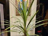 Cordyline