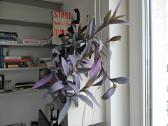 Tradescantia Purple - nuotraukos Nr. 13
