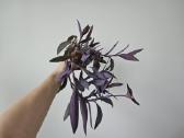 Tradescantia Purple - nuotraukos Nr. 12