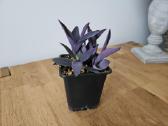 Tradescantia Purple - nuotraukos Nr. 6
