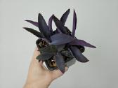 Tradescantia Purple - nuotraukos Nr. 4